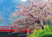 10 Pink Cherry Blossoms Tree Seeds Sakura - Seed World