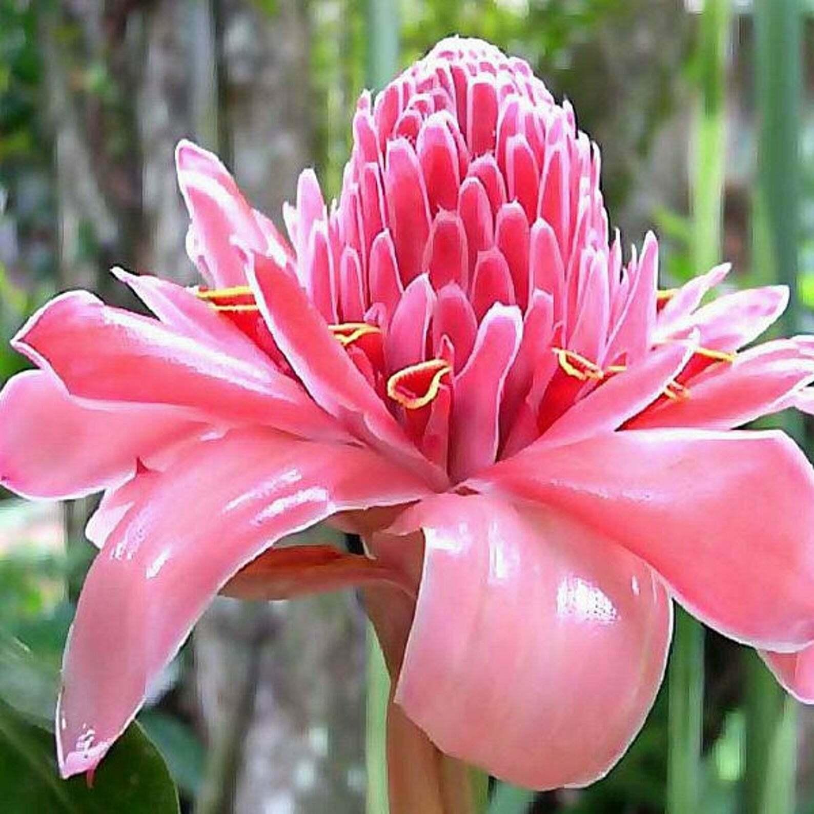 20 Pink Torch Ginger Seeds - Seed World