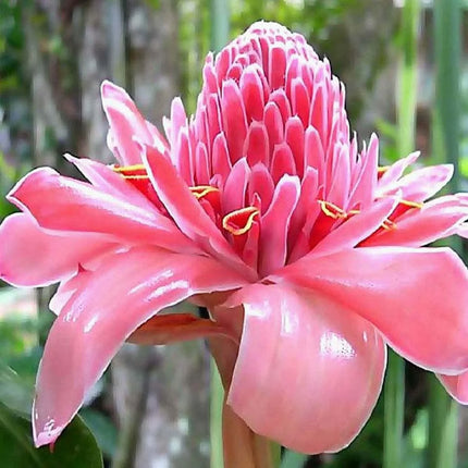 10 Pink Torch Ginger Seeds - Seed World