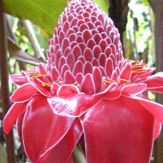 10 Pink Torch Ginger Seeds - Seed World