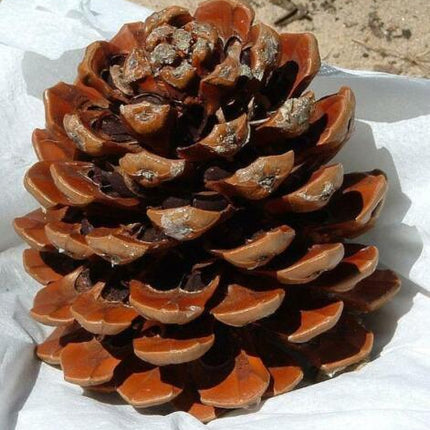 10 Pinus pinea Italian Stone Pine Seeds - Seed World