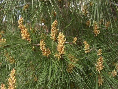 10 Pinus pinea Italian Stone Pine Seeds - Seed World