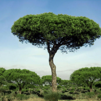 10 Pinus pinea Italian Stone Pine Seeds - Seed World