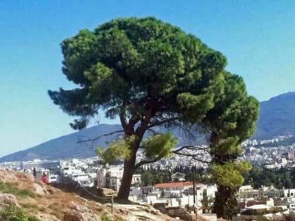 10 Pinus pinea Italian Stone Pine Seeds - Seed World