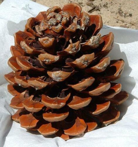 10 Pinus pinea Italian Stone Pine Seeds - Seed World