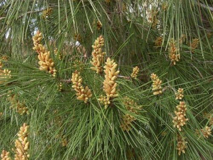 10 Pinus pinea Italian Stone Pine Seeds - Seed World