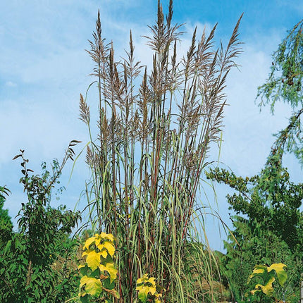 10 Plume Grass - Erianthus Ravennae Seeds - Seed World