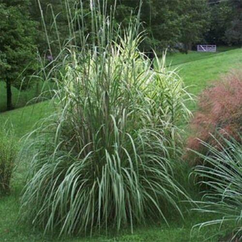 10 Plume Grass - Erianthus Ravennae Seeds - Seed World