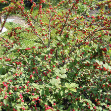 10 Prunus Tomentosa Nanking Cherry Seeds - Seed World