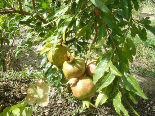 10 Punica Granatum White Pomegranate Seeds - Seed World