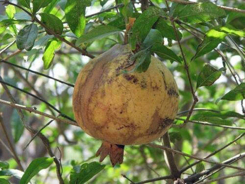 10 Punica Granatum White Pomegranate Seeds - Seed World