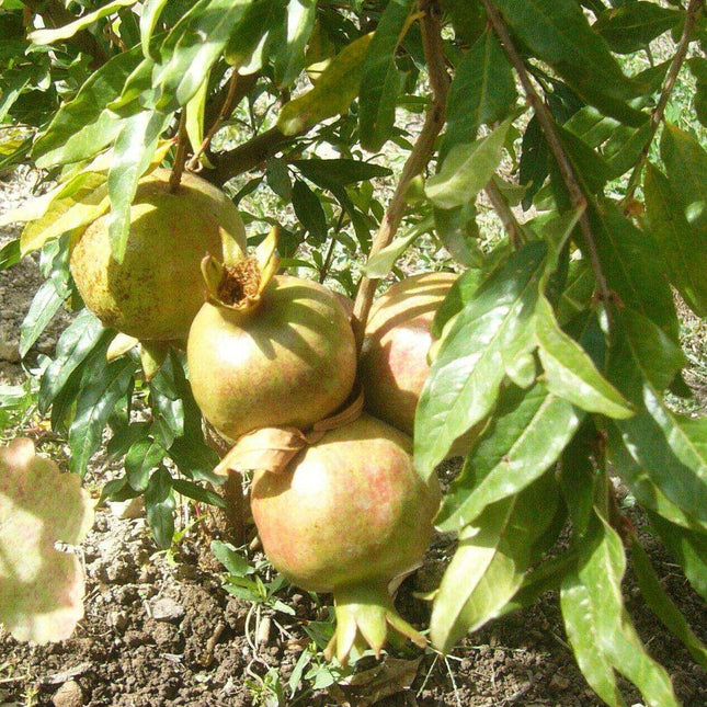 10 Punica Granatum White Pomegranate Seeds - Seed World