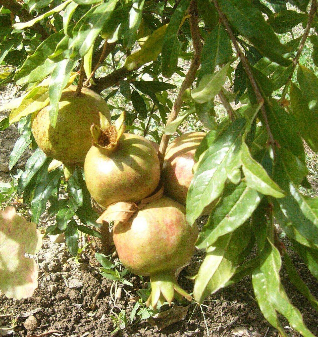 10 Punica Granatum White Pomegranate Seeds - Seed World