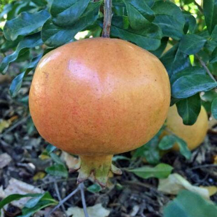 10 Punica Granatum White Pomegranate Seeds - Seed World