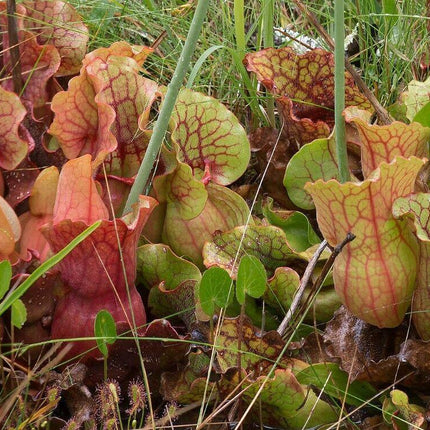 10 Purple Pitcher Plant Sarracenia Purpurea Seeds - Seed World