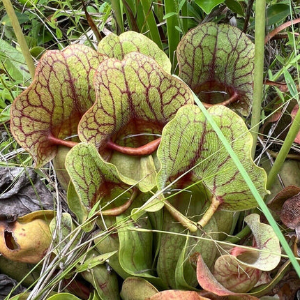 10 Purple Pitcher Plant Sarracenia Purpurea Seeds - Seed World