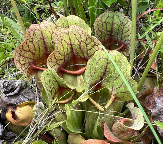 10 Purple Pitcher Plant Sarracenia Purpurea Seeds - Seed World
