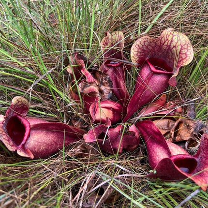 10 Purple Pitcher Plant Sarracenia Purpurea Seeds - Seed World