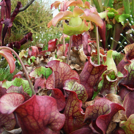 10 Purple Pitcher Plant Sarracenia Purpurea Seeds - Seed World