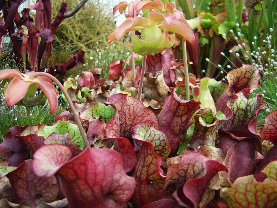10 Purple Pitcher Plant Sarracenia Purpurea Seeds  Seed World