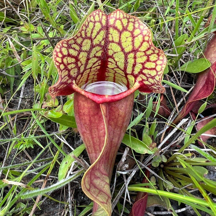 10 Purple Pitcher Plant Sarracenia Purpurea Seeds - Seed World