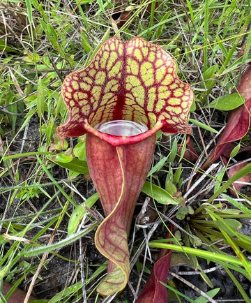 carnivorous plant seeds 10 Purple Pitcher Plant Sarracenia Purpurea Seeds – Seed World