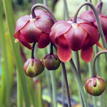 10 Purple Pitcher Plant Sarracenia Purpurea Seeds - Seed World