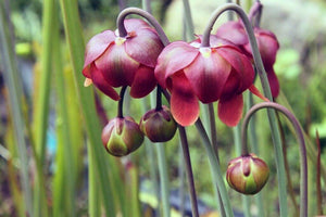 10 Purple Pitcher Plant Sarracenia Purpurea Seeds - Seed World