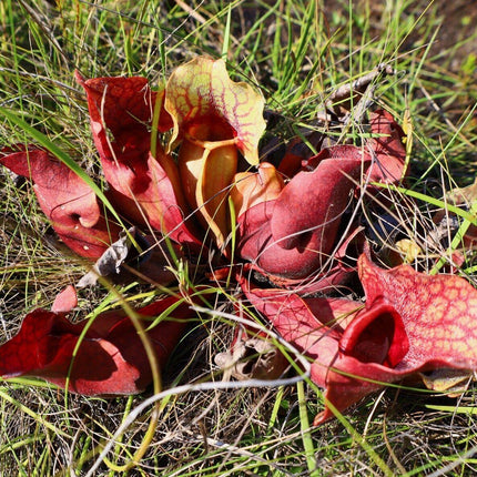 10 Purple Pitcher Plant Sarracenia Purpurea Seeds - Seed World