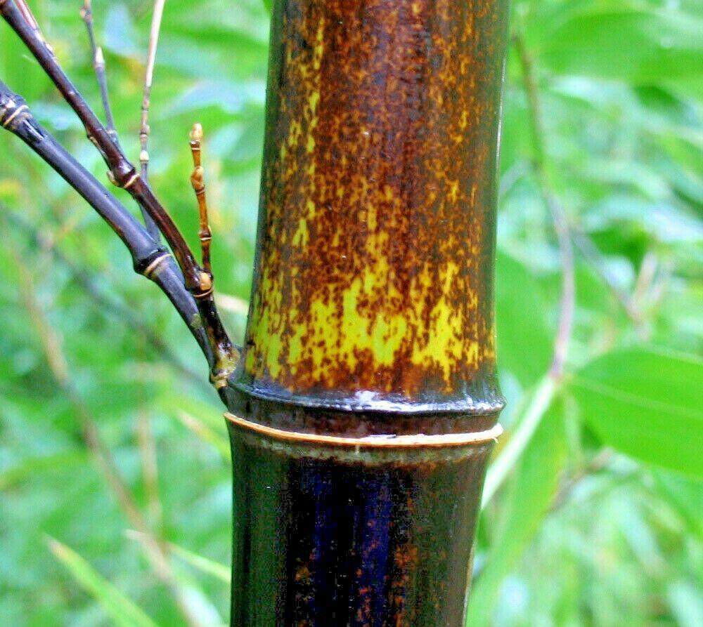 10 Purple Timor Bamboo Seeds - Seed World