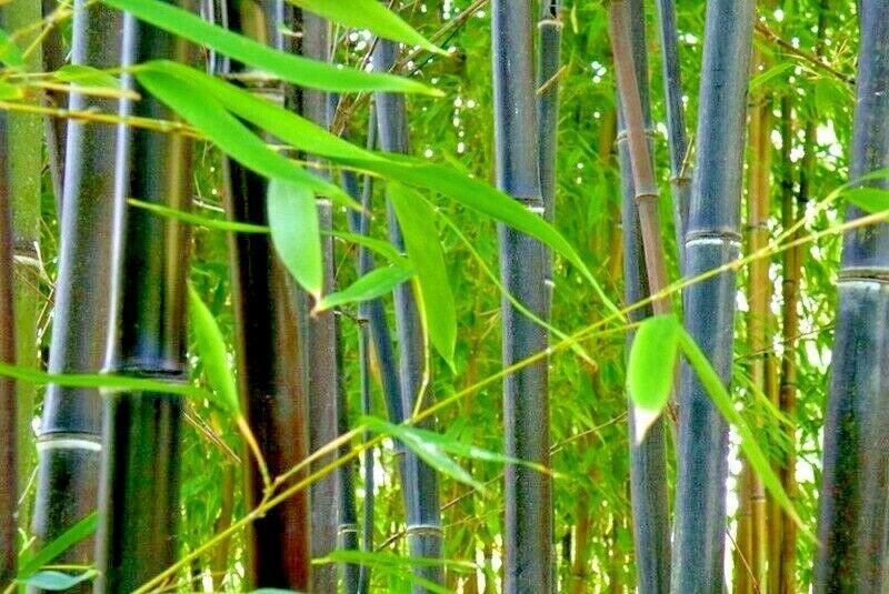 10 Purple Timor Bamboo Seeds - Seed World