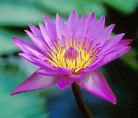 10 Purple Water Lily Seeds - Seed World