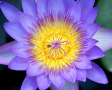 10 Purple Water Lily Seeds - Seed World