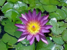 10 Purple Water Lily Seeds - Seed World