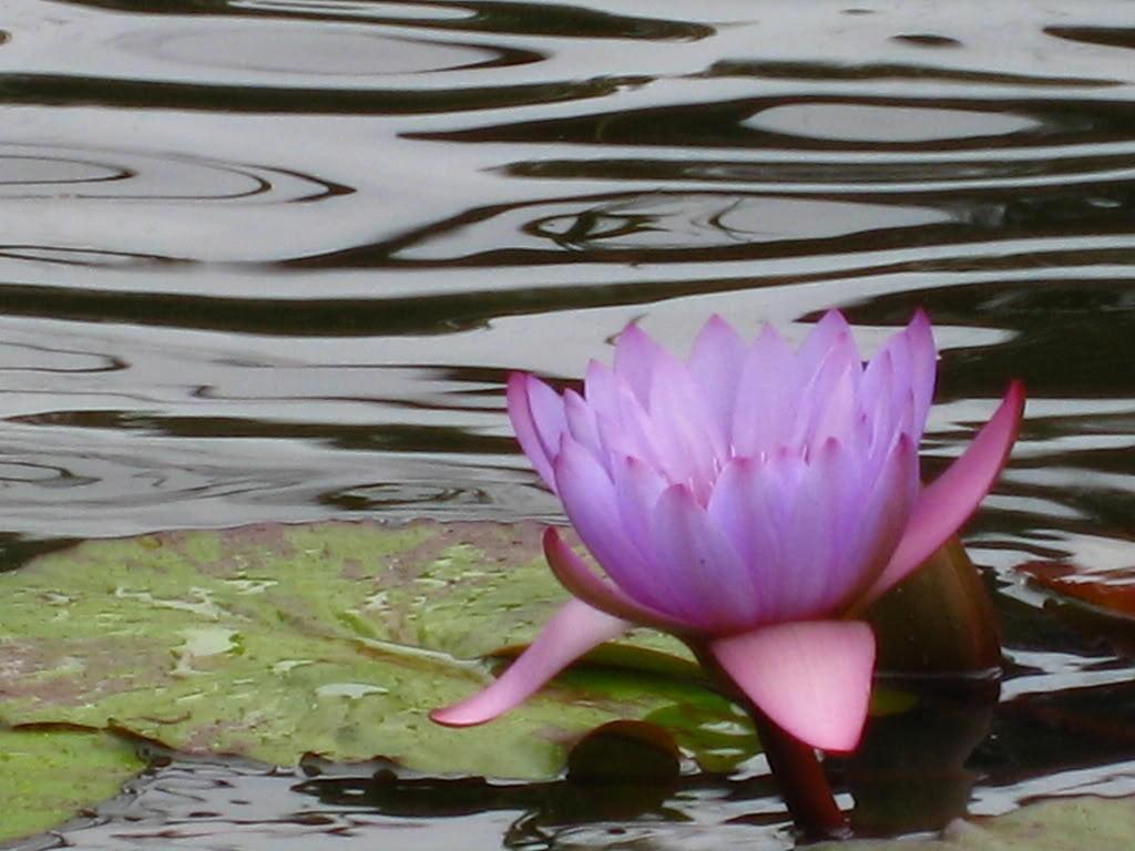 10 Purple Water Lily Seeds - Seed World