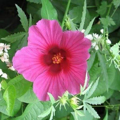 10 Purplish Red Hibiscus Kenaf Seeds - Seed World