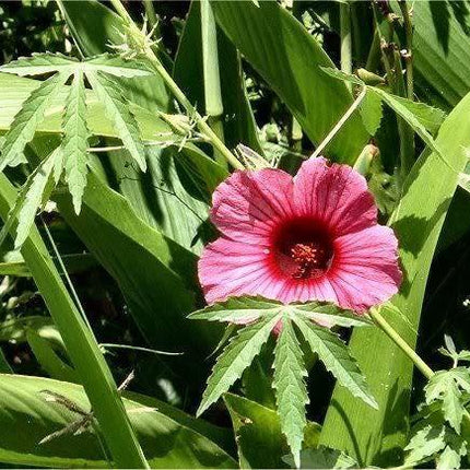 10 Purplish Red Hibiscus Kenaf Seeds - Seed World