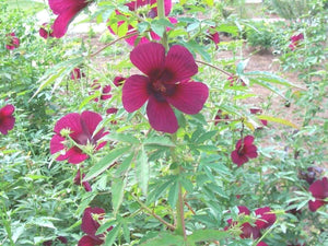 10 Purplish Red Hibiscus Kenaf Seeds - Seed World