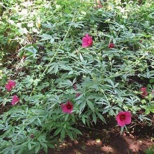 10 Purplish Red Hibiscus Kenaf Seeds - Seed World