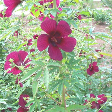 10 Purplish Red Hibiscus Kenaf Seeds - Seed World