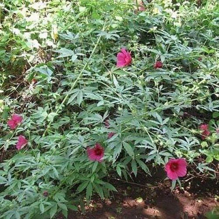 10 Purplish Red Hibiscus Kenaf Seeds - Seed World