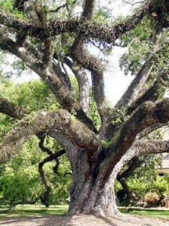 50 Quercus Virginiana (Live Oak) Tree Seeds - Seed World