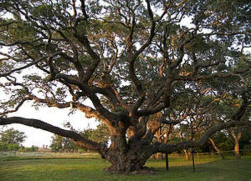 50 Quercus Virginiana (Live Oak) Tree Seeds - Seed World