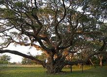 50 Quercus Virginiana (Live Oak) Tree Seeds - Seed World