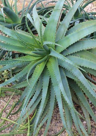 10 Rare Aloe Suprafoliata Seeds - Seed World