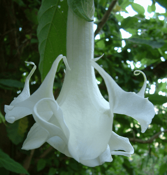 10 Rare Angel Trumpet - Brugmansia Arborea Seeds - Seed World