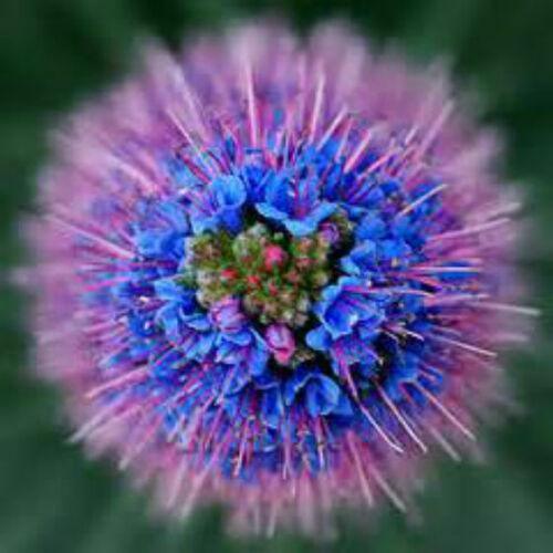 10 Rare Echium Seeds - Mixed Colors - Seed World