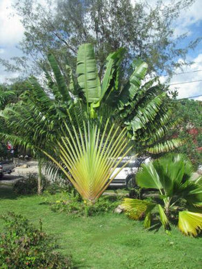 10 Ravenala madagascariensis Travelers Palm Seeds - Seed World