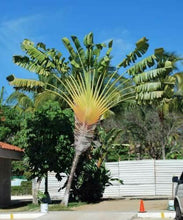 10 Ravenala madagascariensis Travelers Palm Seeds - Seed World