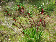 10 Red and Green Kangaroo Paw Seeds - Seed World